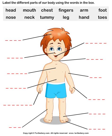 Human Body Parts Worksheet - Turtle Diary