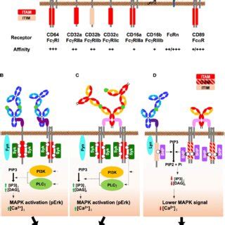 Human IgG and IgA Fc receptors (FcRs) and their mode of action. (A ...