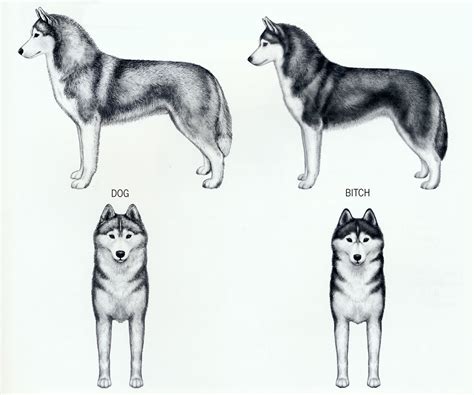 The Longest Life Expectancy: Siberian Husky Breed Standard