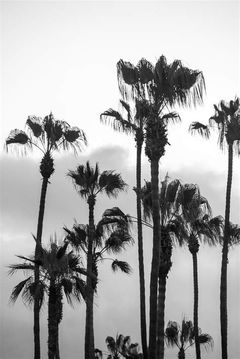 Laguna Beach Palm Trees in Black and White | m01229 | Flickr