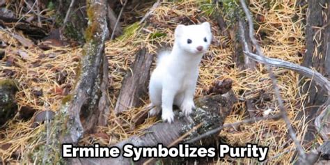 Ermine Spiritual Meaning, Symbolism, and Totem | Instructions