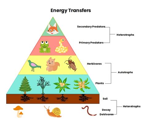 What is an Energy Pyramid Diagram | EdrawMax Online