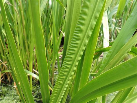 Acorus calamus (Sweet Flag) | North Carolina Extension Gardener Plant Toolbox