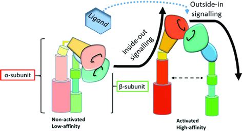 | Schematic representation of integrin activation and signaling.... | Download Scientific Diagram