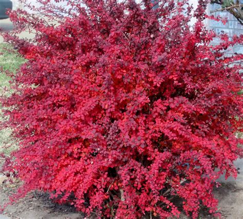 Red Leaf Barberry (Berberis thunbergii) | Red shrubs, Shrubs, Evergreen ...