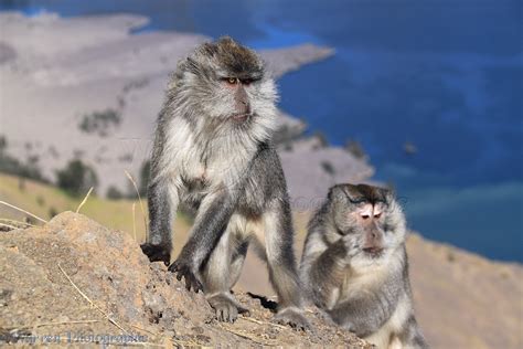 Long-tailed Macaques photo WP36383