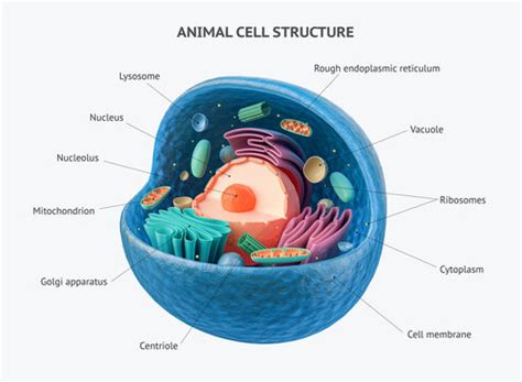 Create an Eye-Catching Cell Model Project Labeled: Perfect for Your ...