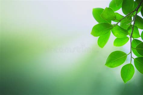 33,221 Blurred Greenery Background Stock Photos - Free & Royalty-Free ...