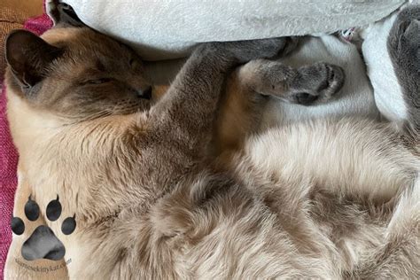 Siamese Cats' Dreams: What Happens When They Sleep?