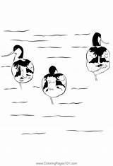 Avocet 11 Coloring Page For Kids  Free Avocets And Stilts Printable sketch template