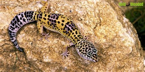 Leopard Gecko In The Wild: Exploring Their Natural Habitat And ...