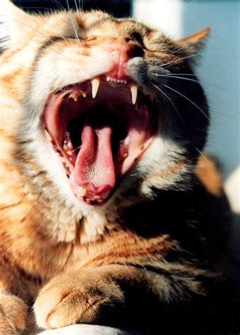 cat yawning Free Photo Download | FreeImages