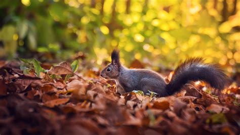 Squirrel Autumn Wallpapers - Wallpaper Cave