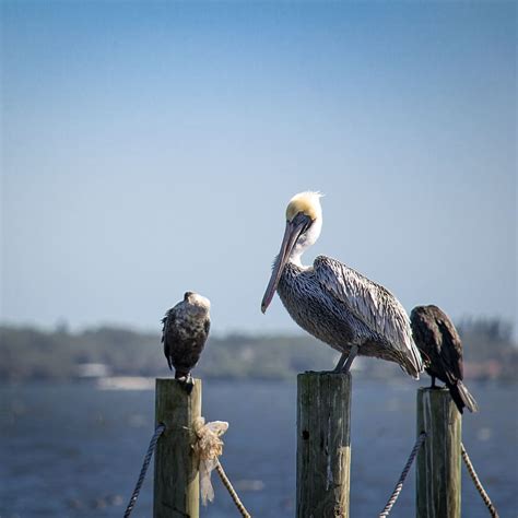 united states, indian river lagoon, nature, florida, indian river, dock ...