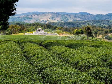 Going Out For Thai Food: Choui Fong Tea Plantation, Chiang Rai, Thailand