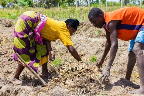 It’s time to harvest: growing ginger on the Kenyan coast | Kiva