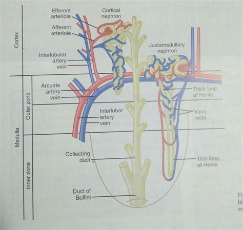 kidney - Does cortical nephron has just thin ascending loop of Henle? - Biology Stack Exchange