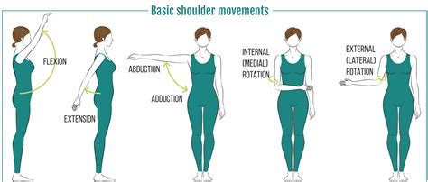 Shoulder Muscles : Attachment, Nerve Supply & Action - Anatomy Info