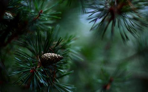 Wallpaper : nature, branch, green, spruce, Christmas Tree, needles ...