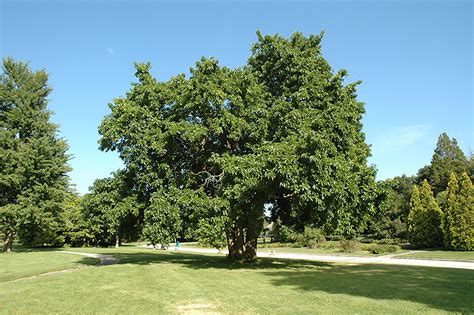 Osage Orange (Maclura pomifera) in Columbus Dublin Delaware Grove City Gahanna Bexley Ohio OH at ...