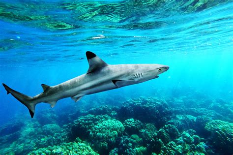 Eight Fun Facts about Blacktip Reef Sharks | Scuba Diving