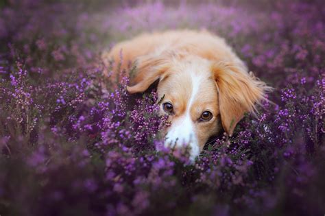 dog, Animals, Depth Of Field, Flowers, Purple Flowers Wallpapers HD / Desktop and Mobile Backgrounds