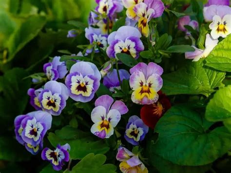 Violet Flower Meaning, Symbolism, and Uses You Should Know - GrowingVale