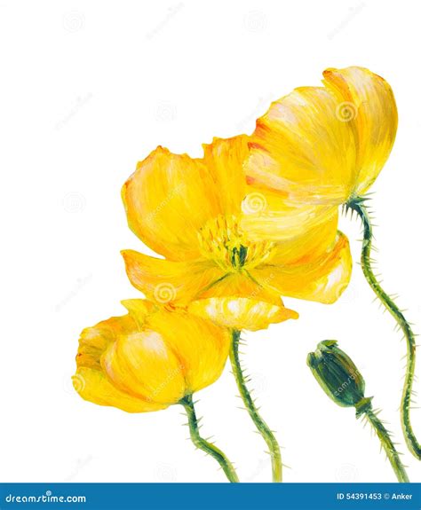 Yellow Poppy Isolated on White Stock Illustration - Illustration of love, floral: 54391453