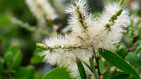 Cajeput Oil Potential Benefits, Side Effects, Uses, Where to Get It