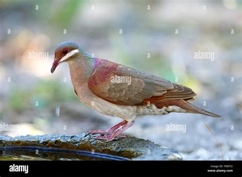 key west quail dove (Geotrygon chrysia), at a drinking trough, Cuba, Cayo Coco Stock Photo - Alamy