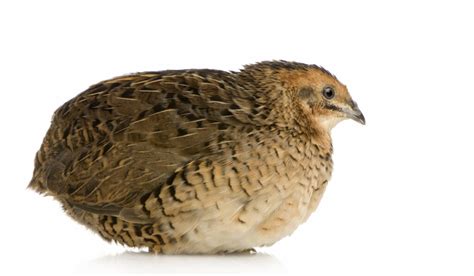 3 Best Quail Breeds for Meat - Farmhouse Guide