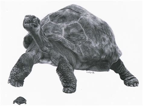 Giant Tortoise Drawing by Lucy D