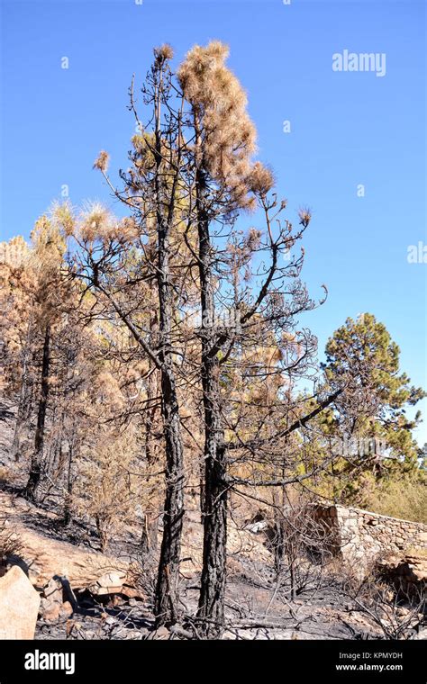 effects of the fire in a forest Stock Photo - Alamy