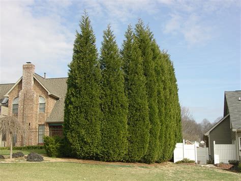 Growth Rates Of Four Privacy Screen Evergreens | What Grows There :: Hugh Conlon ...