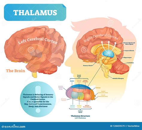 Diagram Of Pituitary And Pineal Glands In The Human Brain Vector Illustration | CartoonDealer ...