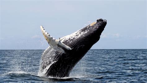 Ship Noises Mute the Songs of Humpback Whales | NOVA | PBS