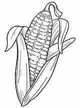 Corn Cob coloring Page  Free Printable Coloring Pages sketch template