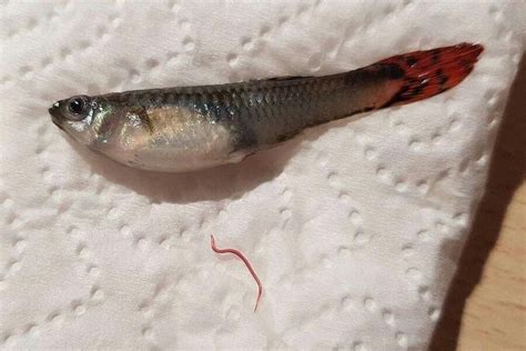 Camallanus Worms in Fish: Symptoms & Treatment - AC Aquarium Life