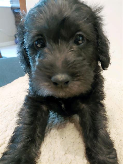 Schnoodle Puppies For Sale | Orlando, FL #311099 | Petzlover