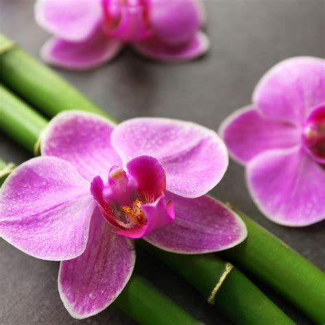 Bamboo Orchid (FO) 100ml – Joytek Candle Supply