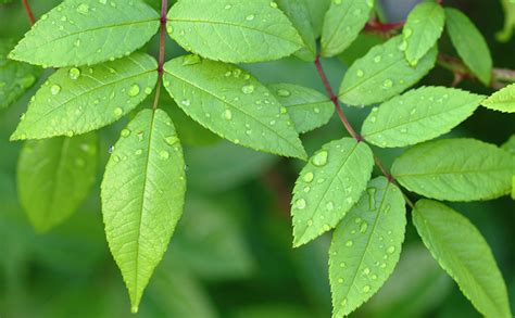 Wallpaper Foliage Green Nature Drops