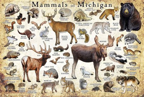 Mammals of Michigan Poster Print / Michigan Mammals Field Guide ...