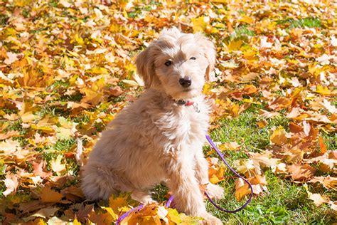 Goldendoodle Health Issues - What to Keep in Mind | Forever Freckled