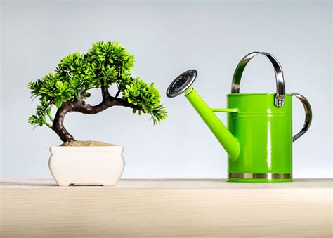 Essential Tips for Growing Indoor Bonsai Trees | Thompson & Morgan Blog ...