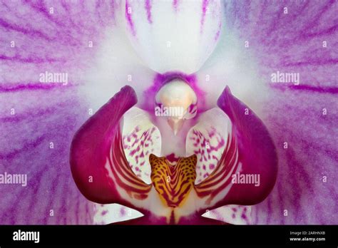 Macro photograph of an orchid with a shape that looks like a bird Stock ...