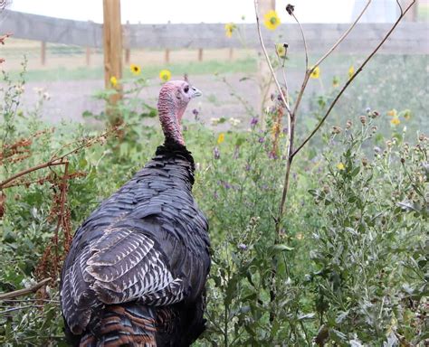 Safe Cohabitation Considerations For Turkeys - The Open Sanctuary Project