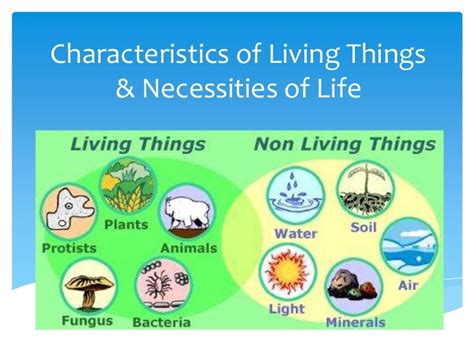 Characteristics of Living Things Notes