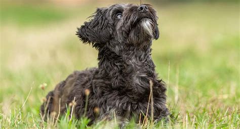 Yorkie Poo Breed Information | MetLife Pet Insurance