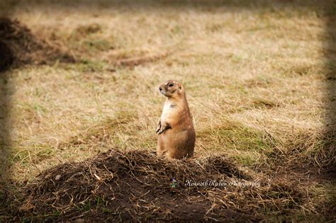 Custer State Park, South Dakota on Behance