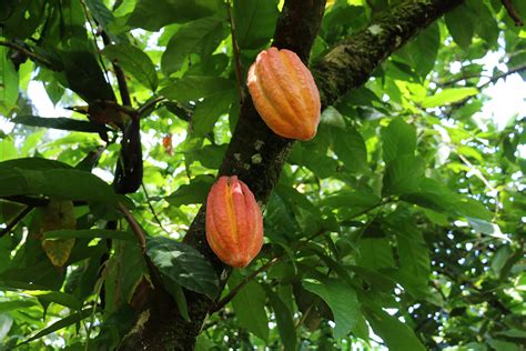 Innovation for a sustainable cocoa cultivation